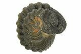 Wide Enrolled Morocops Trilobite - Morocco #323230-2